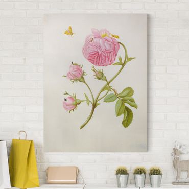 Canvas print - Anna Maria Sibylla Merian - Wild Rose With Gracillariidae