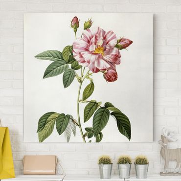 Canvas print - Pierre Joseph Redoute - Pink Gallica Rose