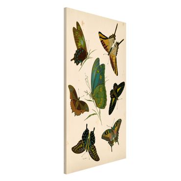 Magnetic memo board - Vintage Illustration Exotic Butterflies