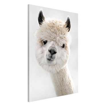 Magnetic memo board - Alpaca Portrait