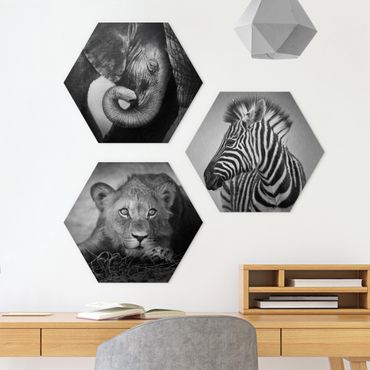 Alu-Dibond hexagon - Baby Animals