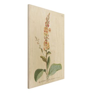 Print on wood - Vintage Botanical Illustration Mullein