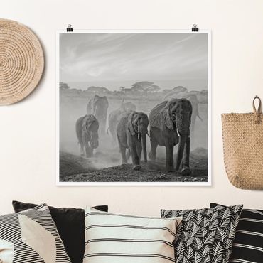 Poster - Herd Of Elephants
