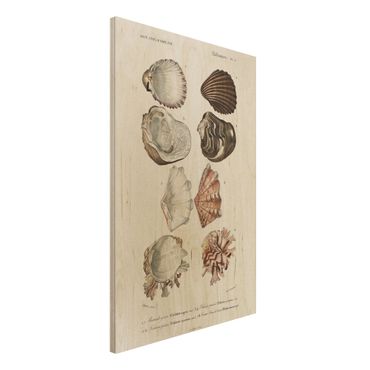 Print on wood - Vintage Board Eight Shells Rose Cream
