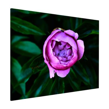 Magnetic memo board - Purple Peonies Blossoms In Front Of Leaves