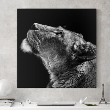 Print on canvas - Portrait Of A Lioness