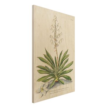 Print on wood - Vintage Botanical Illustration Yucca