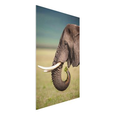 Forex print - Feeding Elephants In Africa