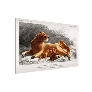 Magnetic memo board - Vintage Board Lioness And Lion Cubs