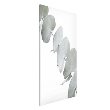 Magnetic memo board - Eucalyptus Branch In White Light