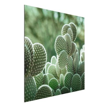 Print on aluminium - Cacti