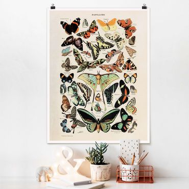 Poster - Vintage Board Butterflies And Moths