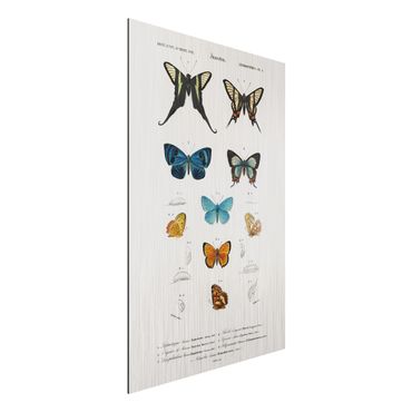 Print on aluminium - Vintage Board Butterflies I