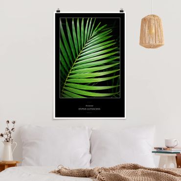 Poster flowers - Tropical Palm Leaf