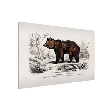 Magnetic memo board - Vintage Board Brown Bear