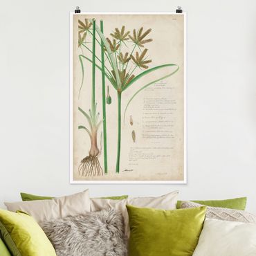 Poster - Vintage Botany Drawing Grasses I
