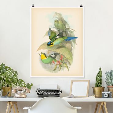 Poster - Vintage Illustration Tropical Birds