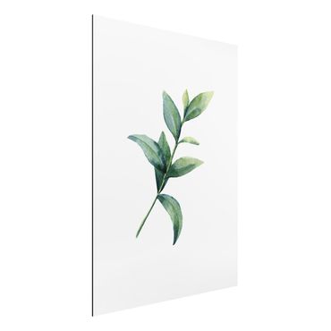 Print on aluminium - Waterclolour Eucalyptus ll
