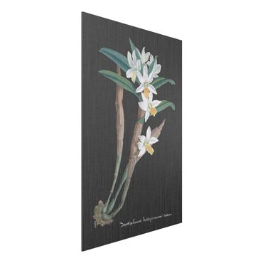 Print on aluminium - White Orchid On Linen I