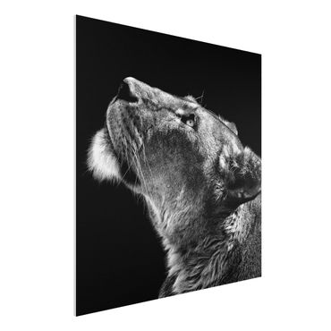 Forex print - Portrait Of A Lioness