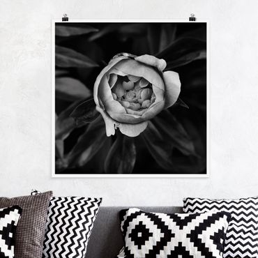 Poster - Peonies In Front Of Leaves Black And White