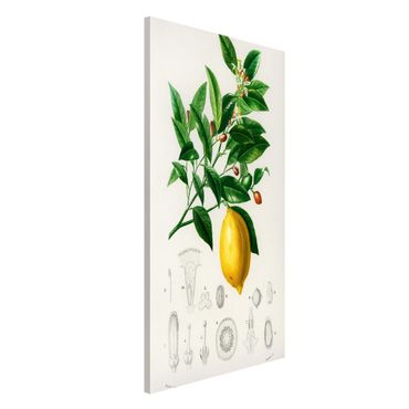 Magnetic memo board - Botany Vintage Illustration Of Lemon