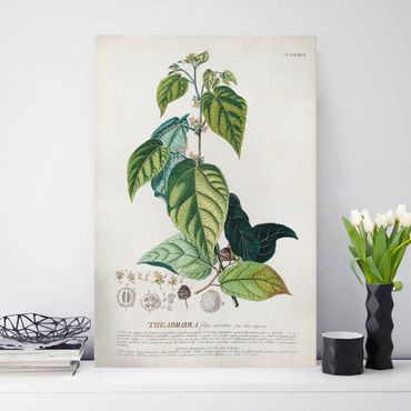 Print on canvas - Vintage Botanical Illustration Cocoa