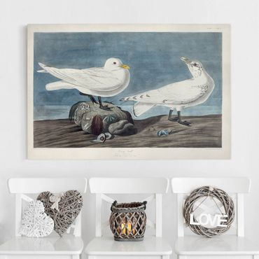 Print on canvas - Vintage Board Ivory Gull