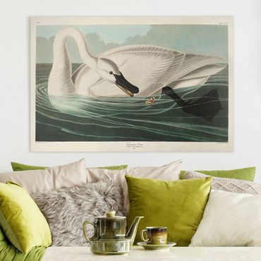 Print on canvas - Vintage Board Trumpeter Swan