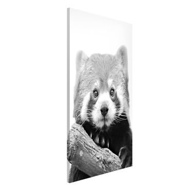 Magnetic memo board - Red Panda In Black And White