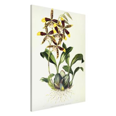 Magnetic memo board - Maxim Gauci - Orchid II