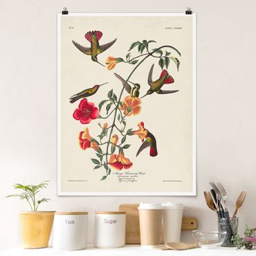 Poster - Vintage Board Mango Hummingbirds