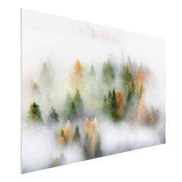 Forex print - Cloud Forest In Autumn