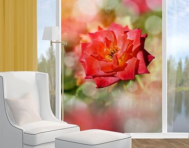 Window decoration - No.YK19 Shining Rose