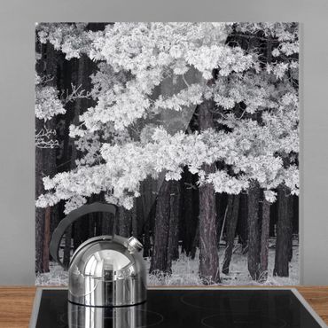 Glass Splashback - Forest With Hoarfrost In Austria - Square 1:1
