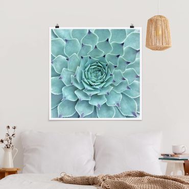 Poster - Cactus Agave
