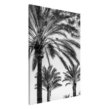 Magnetic memo board - Palm Trees At Sunset Black And White
