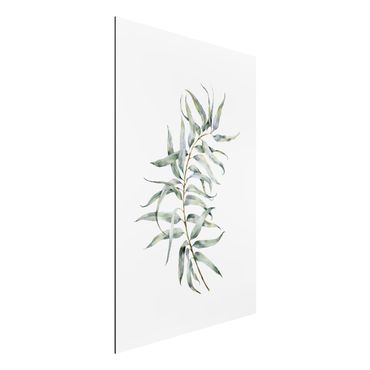 Print on aluminium - Waterclolour Eucalyptus lV