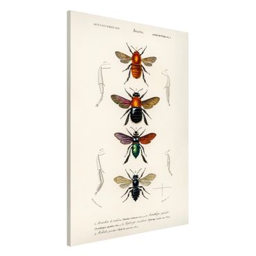 Magnetic memo board - Vintage Board Insects