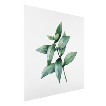 Print on aluminium - Waterclolour Eucalyptus lll