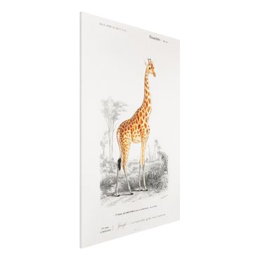 Print on forex - Vintage Board Giraffe