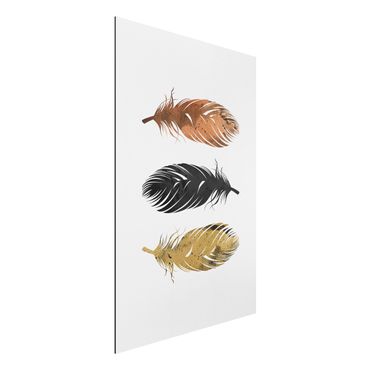 Print on aluminium - Feathers
