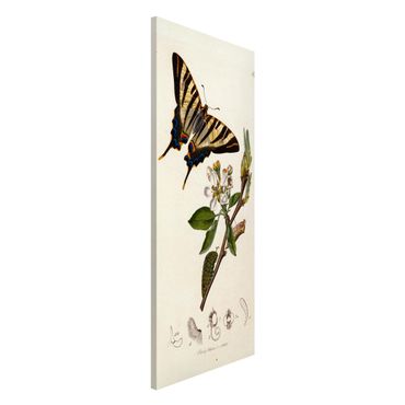 Magnetic memo board - John Curtis - A Scarce Swallow-Tail Butterfly