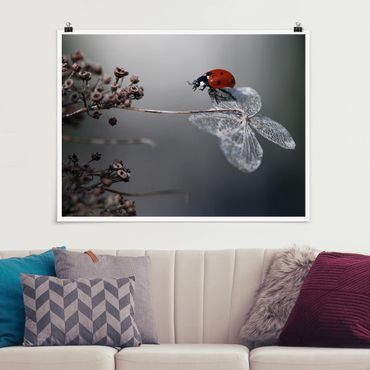 Poster - Ladybird On Hydrangea