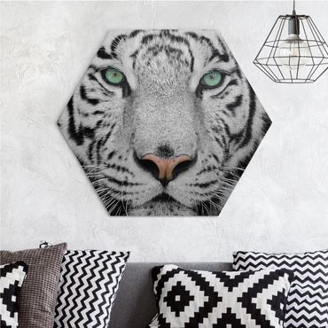 Alu-Dibond hexagon - White Tiger