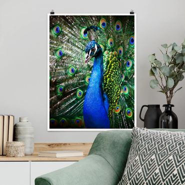 Poster animals - Noble Peacock