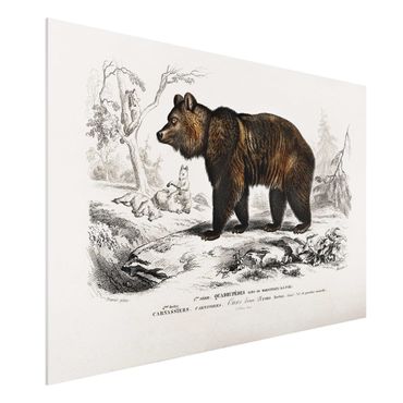 Print on forex - Vintage Board Brown Bear