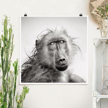 Poster - Crying Baboon