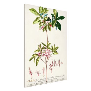 Magnetic memo board - Vintage Botanical Illustration Azalea