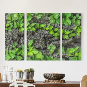 Print on canvas 3 parts - Ivy Tendrils Tree Bark